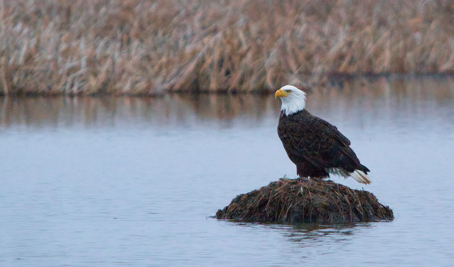 Bald eagle