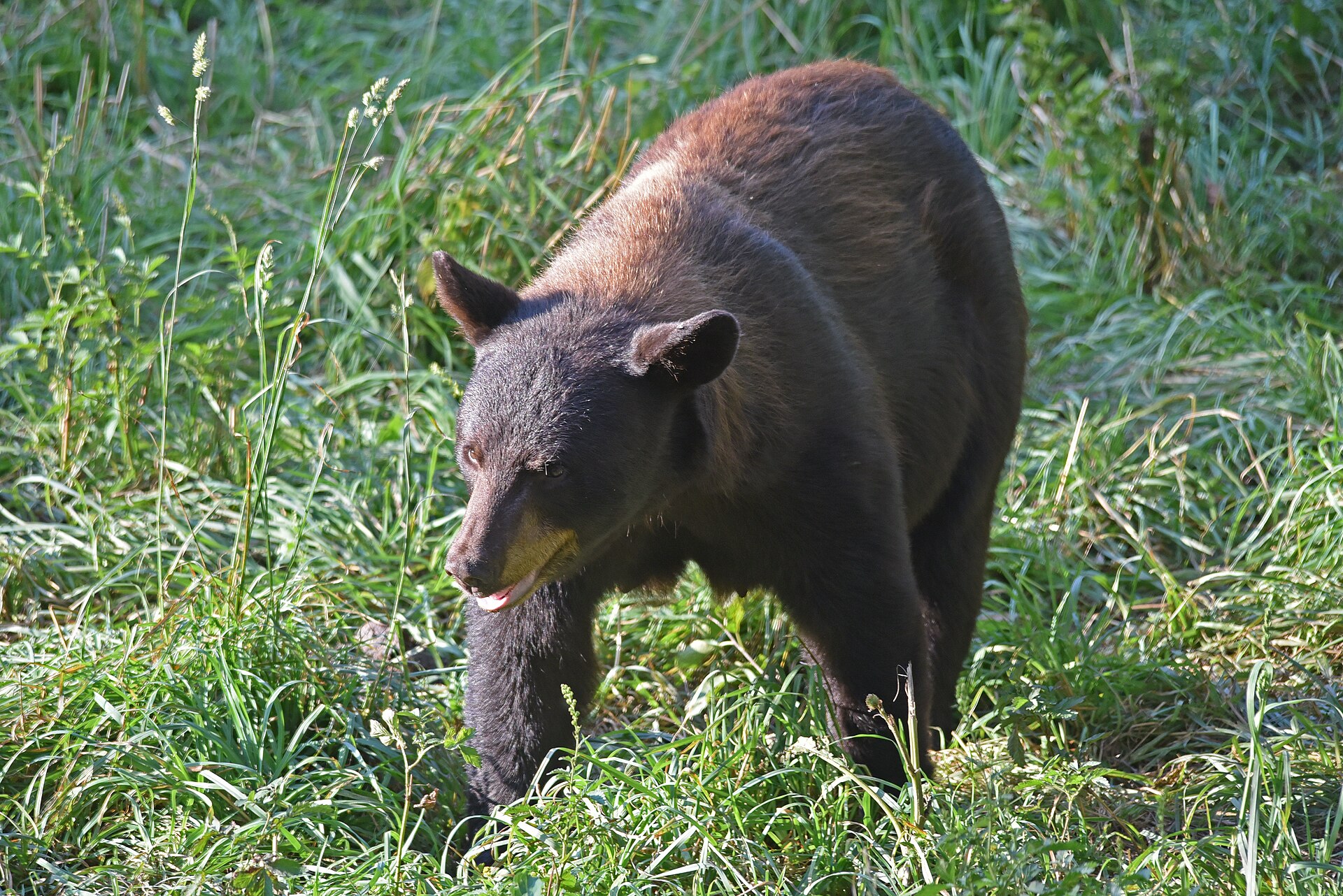 Black bear