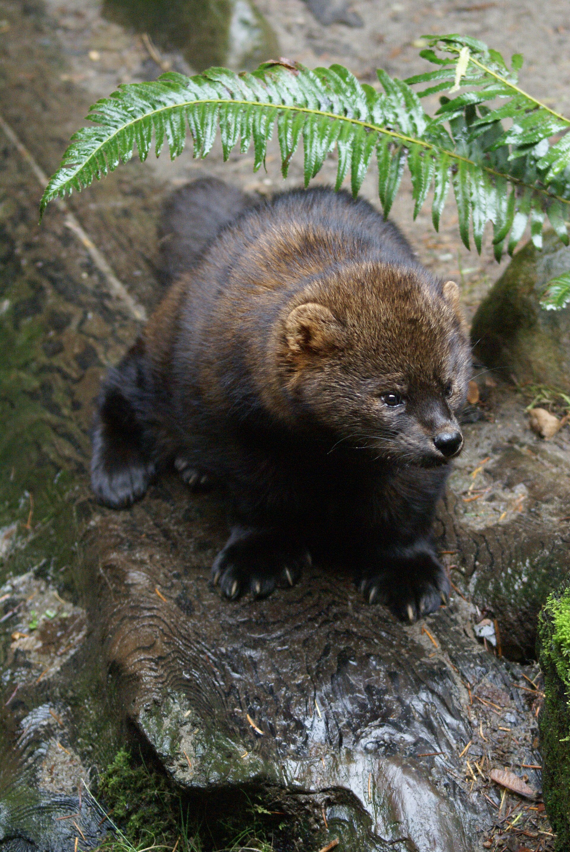 Fisher