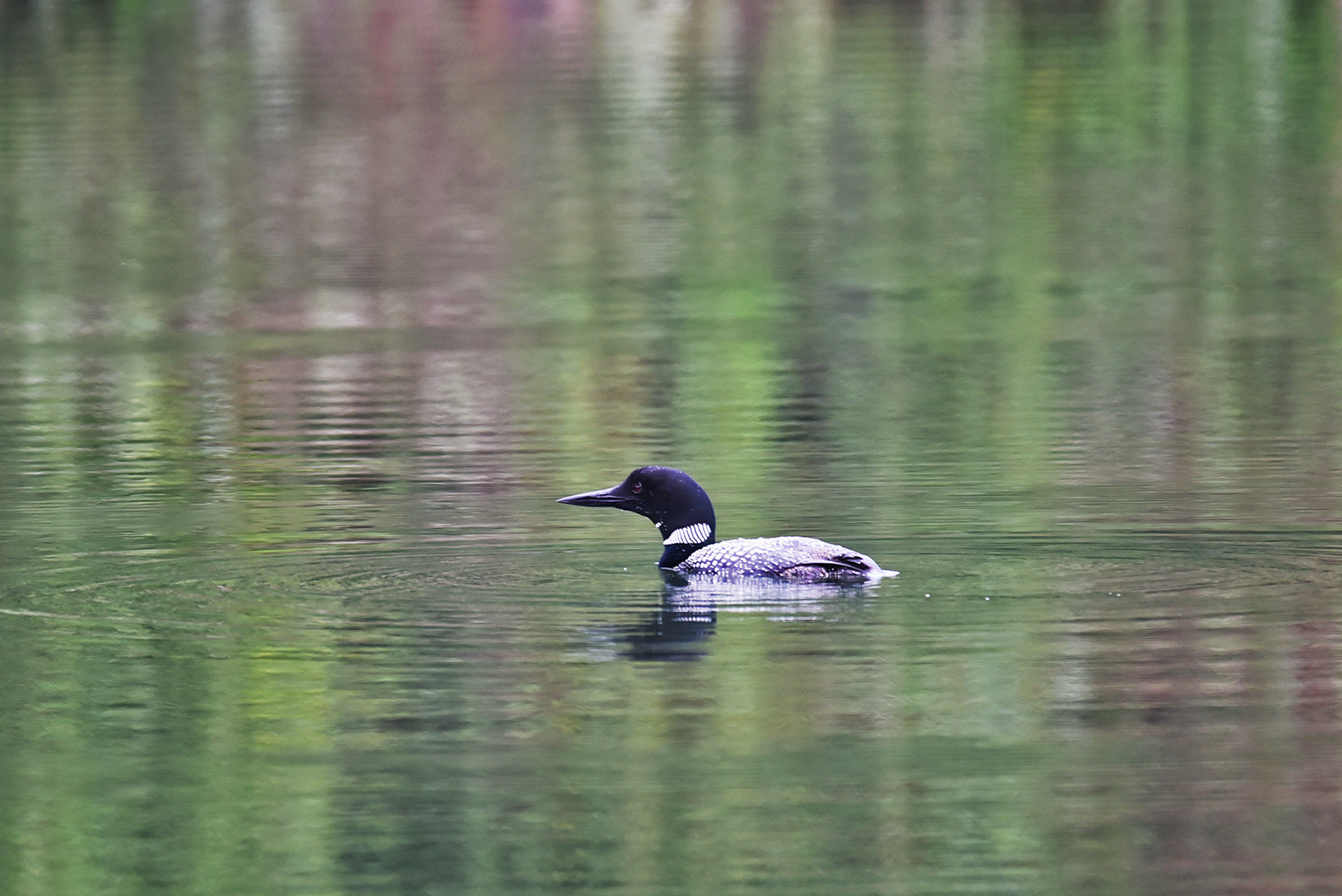 Common loon