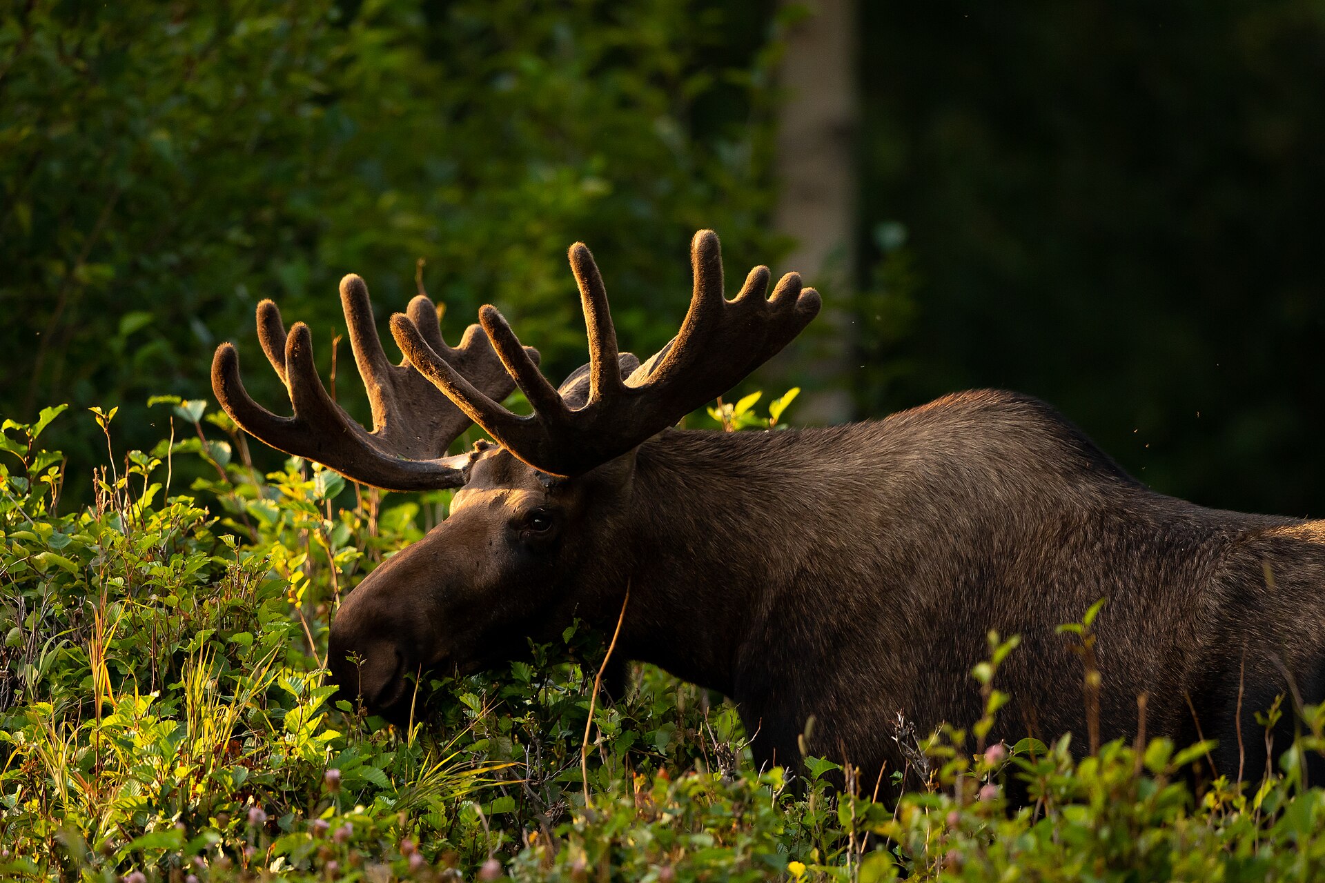 Moose