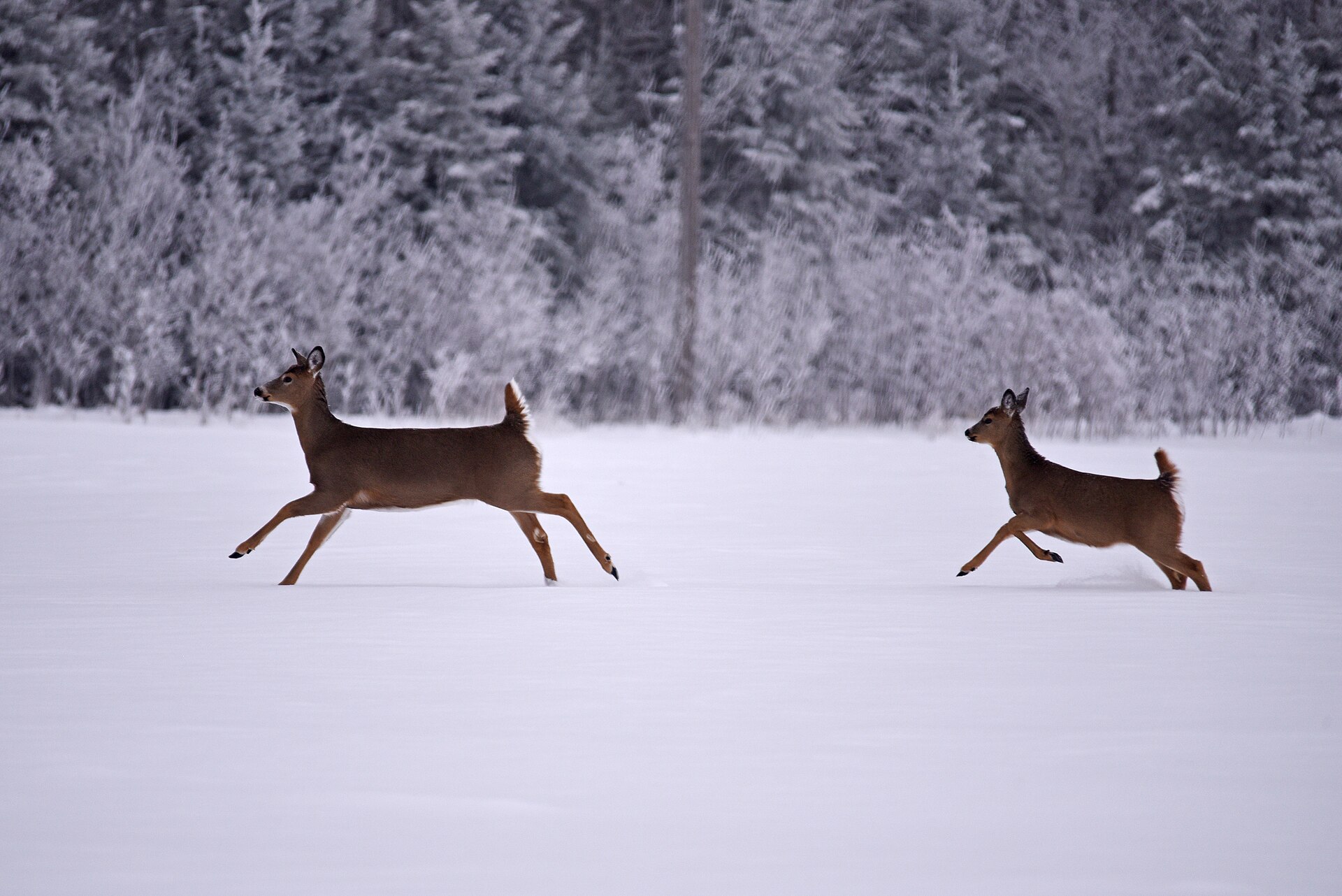 White-tailed deer